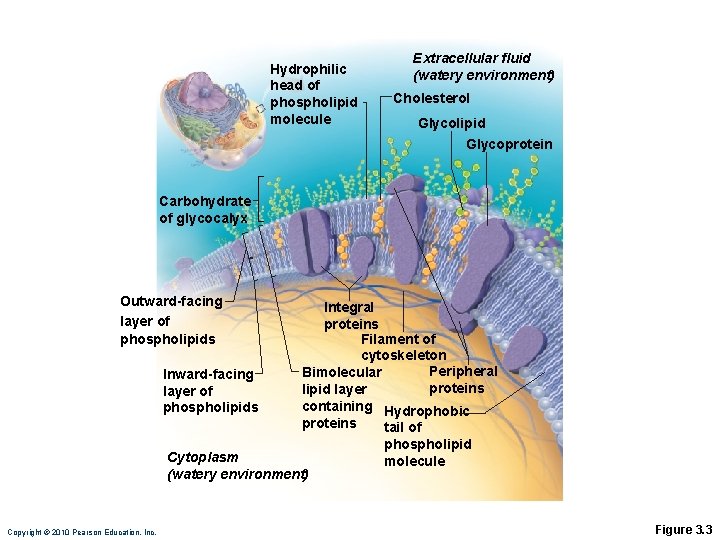 Hydrophilic head of phospholipid molecule Extracellular fluid (watery environment) Cholesterol Glycolipid Glycoprotein Carbohydrate of