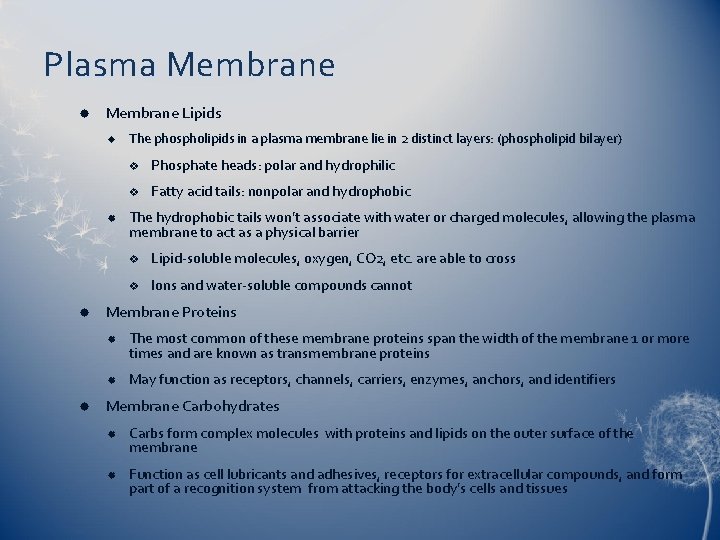 Plasma Membrane Lipids v Phosphate heads: polar and hydrophilic v Fatty acid tails: nonpolar