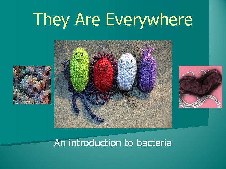They Are Everywhere An introduction to bacteria 