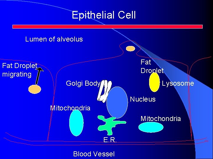 Epithelial Cell Lumen of alveolus Fat Droplet migrating Golgi Body Lysosome Nucleus Mitochondria E. Epithelial Cell Lumen of alveolus Fat Droplet migrating Golgi Body Lysosome Nucleus Mitochondria E.