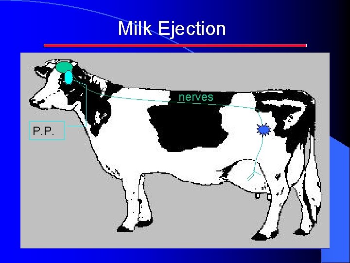Milk Ejection nerves P. P. Milk Ejection nerves P. P.