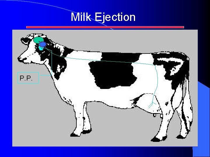 Milk Ejection P. P. Milk Ejection P. P.