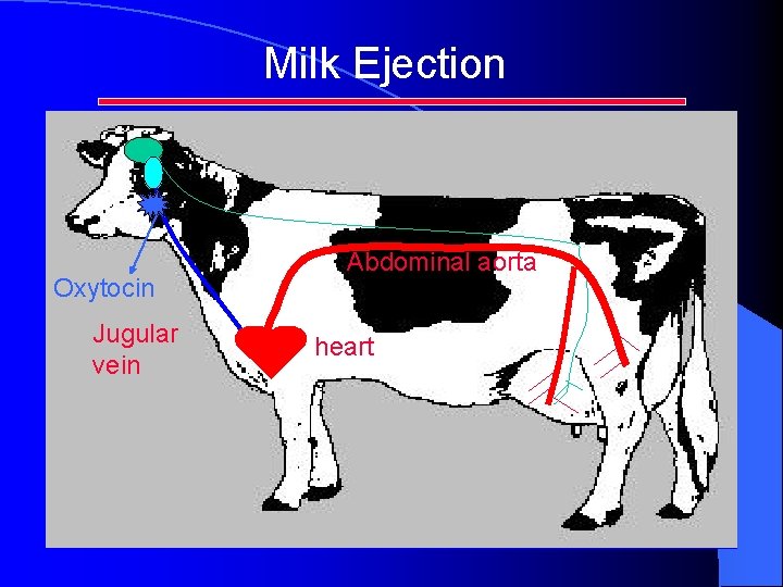 Milk Ejection Oxytocin Jugular vein Abdominal aorta heart Milk Ejection Oxytocin Jugular vein Abdominal aorta heart