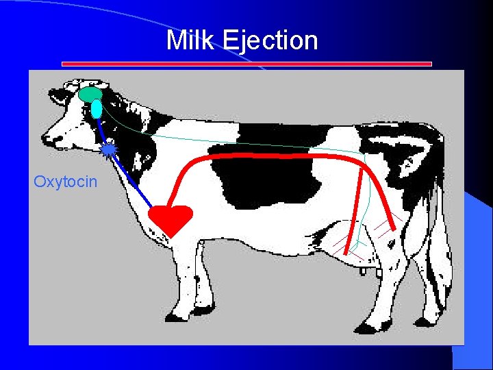 Milk Ejection Oxytocin Milk Ejection Oxytocin