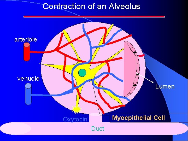 Contraction of an Alveolus arteriole venuole Lumen Myoepithelial Cell Oxytocin Duct Contraction of an Alveolus arteriole venuole Lumen Myoepithelial Cell Oxytocin Duct