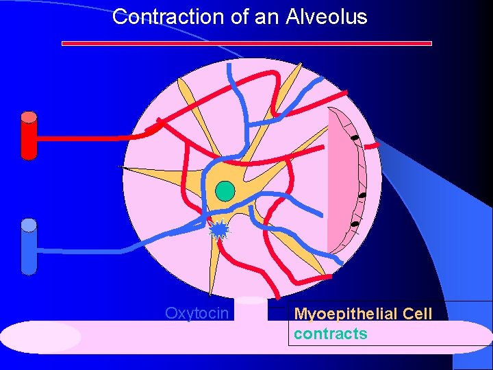 Contraction of an Alveolus Oxytocin Myoepithelial Cell contracts Contraction of an Alveolus Oxytocin Myoepithelial Cell contracts