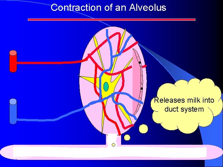 Contraction of an Alveolus Releases milk into duct system Contraction of an Alveolus Releases milk into duct system