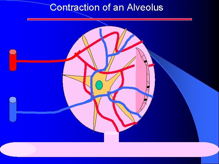 Contraction of an Alveolus Contraction of an Alveolus