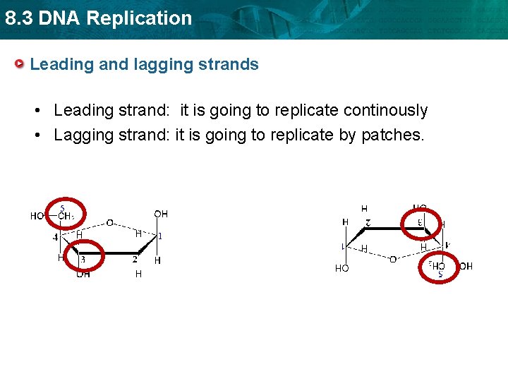 8. 3 DNA Replication Leading and lagging strands • Leading strand: it is going