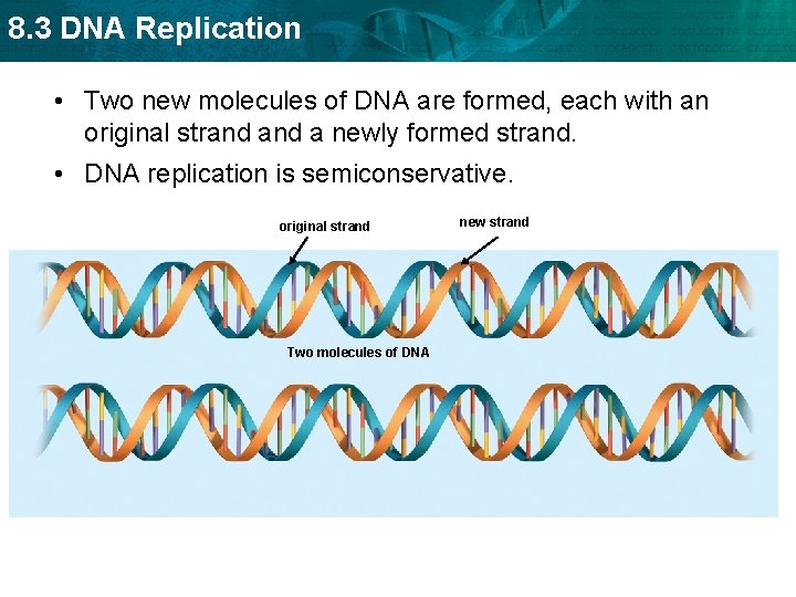 8. 3 DNA Replication • Two new molecules of DNA are formed, each with