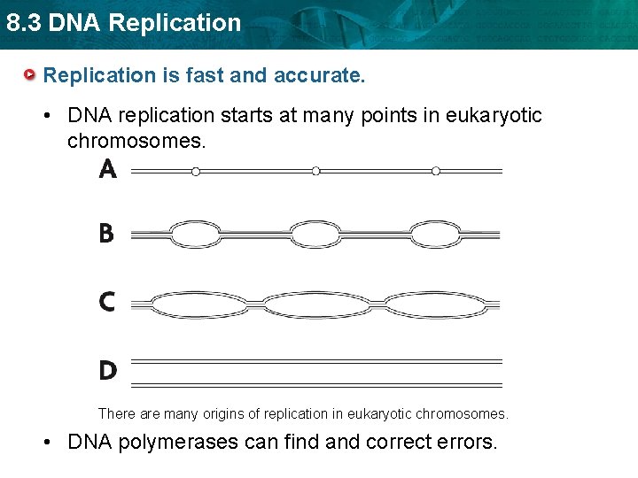 8. 3 DNA Replication is fast and accurate. • DNA replication starts at many