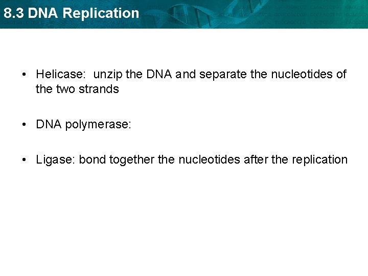 8. 3 DNA Replication • Helicase: unzip the DNA and separate the nucleotides of