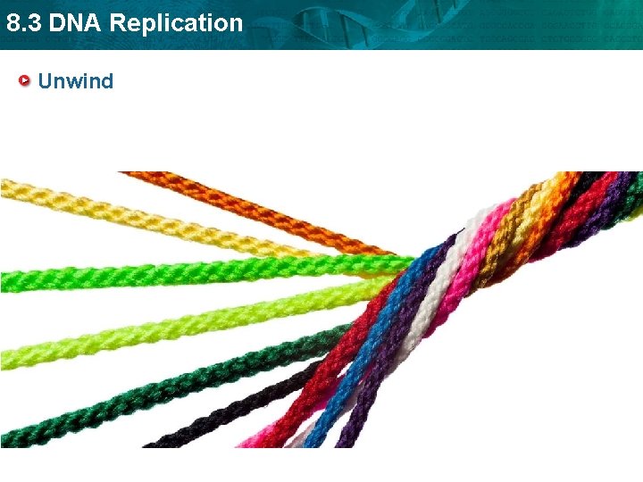 8. 3 DNA Replication Unwind 