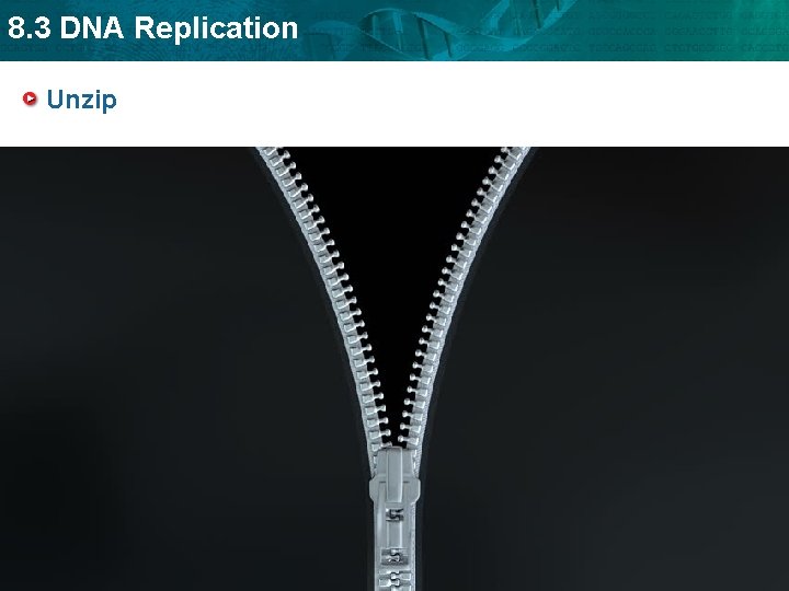 8. 3 DNA Replication Unzip 