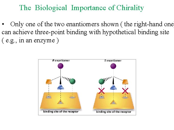 The Biological Importance of Chirality • Only one of the two enantiomers shown (