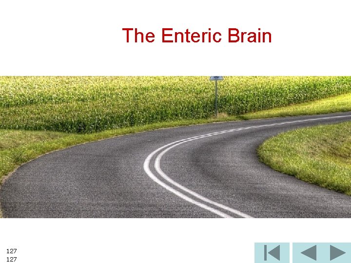 The Enteric Brain 127 