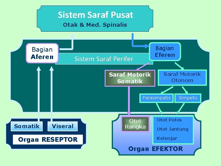 Sistem Saraf Pusat Otak & Med. Spinalis Bagian Aferen Bagian Eferen Sistem Saraf Perifer