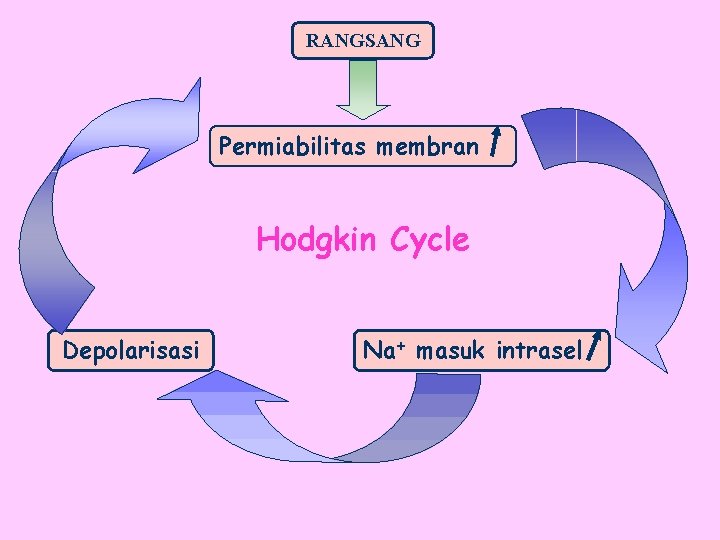 RANGSANG Permiabilitas membran Hodgkin Cycle Depolarisasi Na+ masuk intrasel 