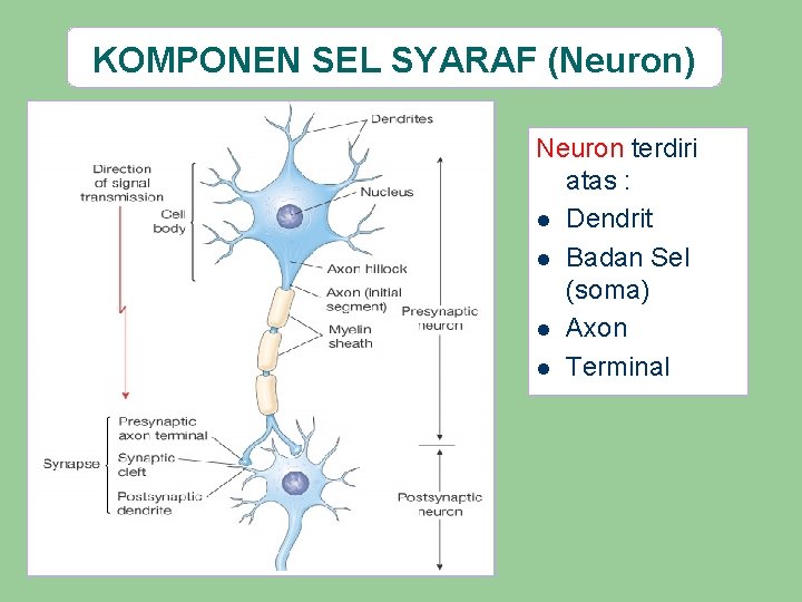 KOMPONEN SEL SYARAF (Neuron) Neuron terdiri atas : l Dendrit l Badan Sel (soma)