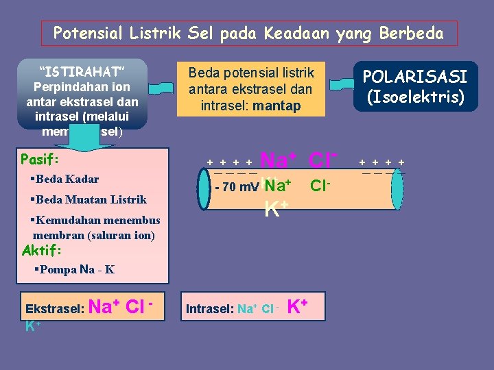 Potensial Listrik Sel pada Keadaan yang Berbeda “ISTIRAHAT” Perpindahan ion antar ekstrasel dan intrasel