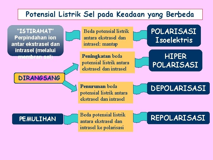 Potensial Listrik Sel pada Keadaan yang Berbeda “ISTIRAHAT” Perpindahan ion antar ekstrasel dan intrasel