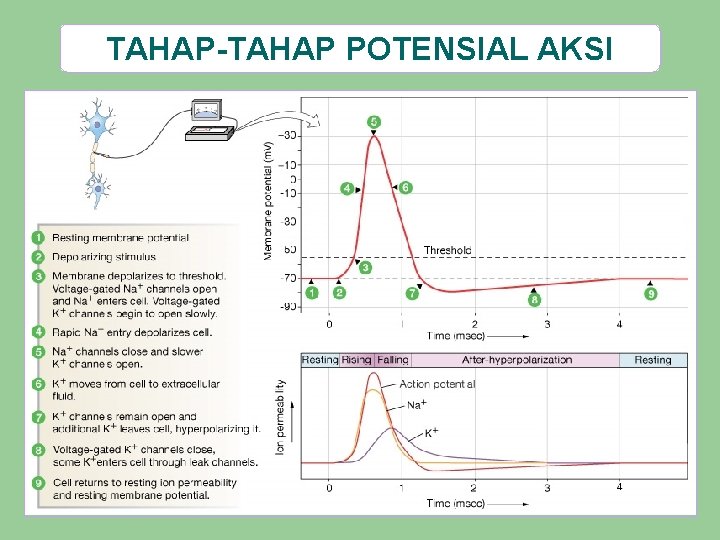 TAHAP-TAHAP POTENSIAL AKSI 