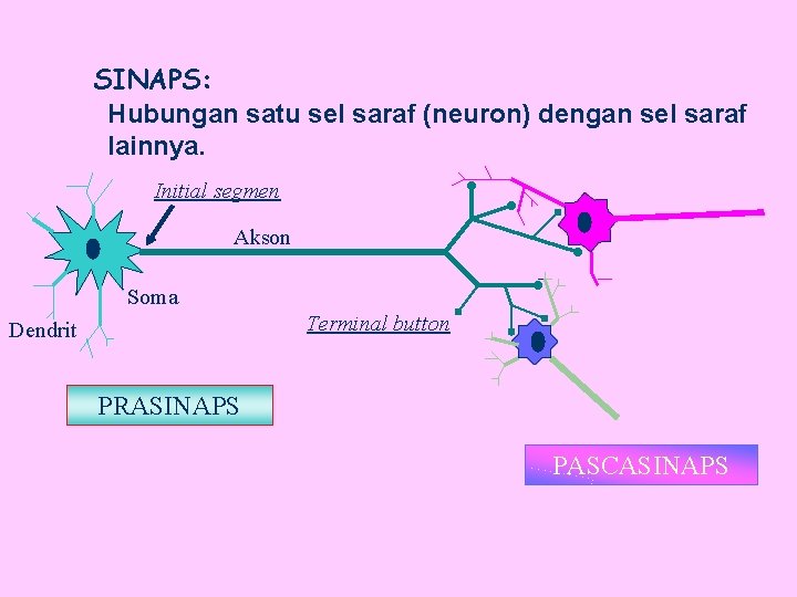 SINAPS: Hubungan satu sel saraf (neuron) dengan sel saraf lainnya. Initial segmen Akson Soma