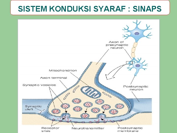 SISTEM KONDUKSI SYARAF : SINAPS 