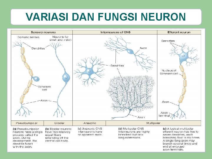 VARIASI DAN FUNGSI NEURON 