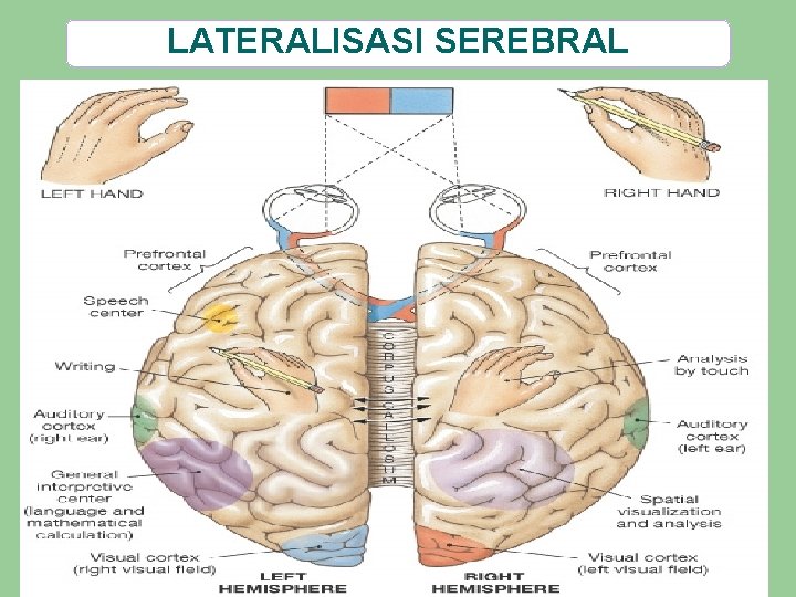 LATERALISASI SEREBRAL 