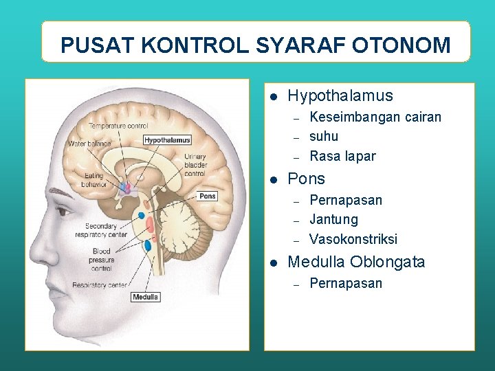 PUSAT KONTROL SYARAF OTONOM l Hypothalamus – – – l Pons – – –