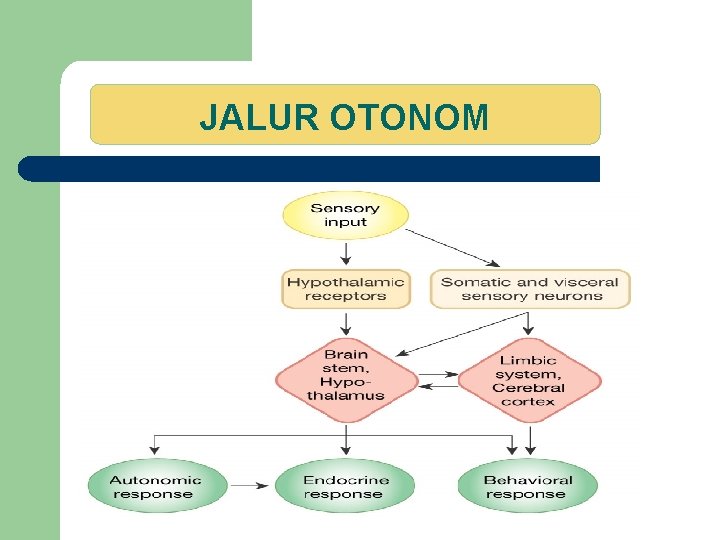 JALUR OTONOM 