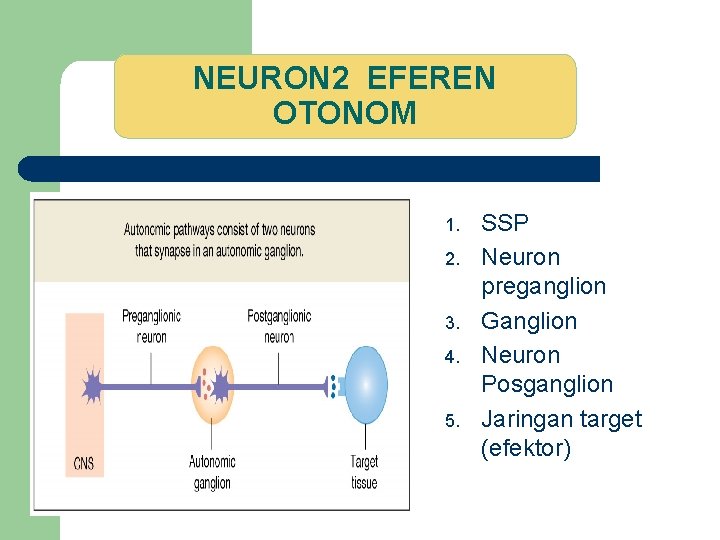 NEURON 2 EFEREN OTONOM 1. 2. 3. 4. 5. SSP Neuron preganglion Ganglion Neuron