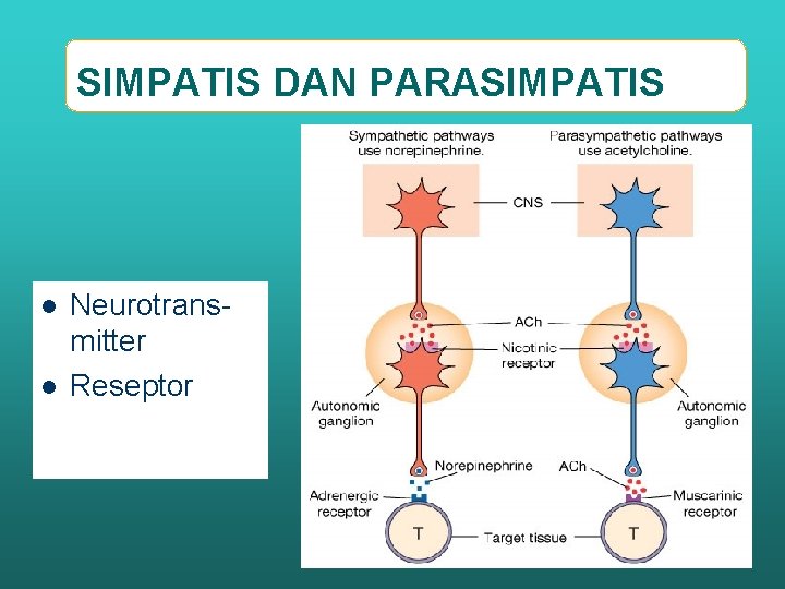 SIMPATIS DAN PARASIMPATIS l l Neurotransmitter Reseptor 