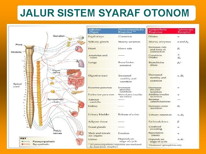 JALUR SISTEM SYARAF OTONOM 