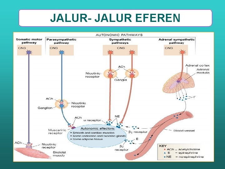 JALUR- JALUR EFEREN 