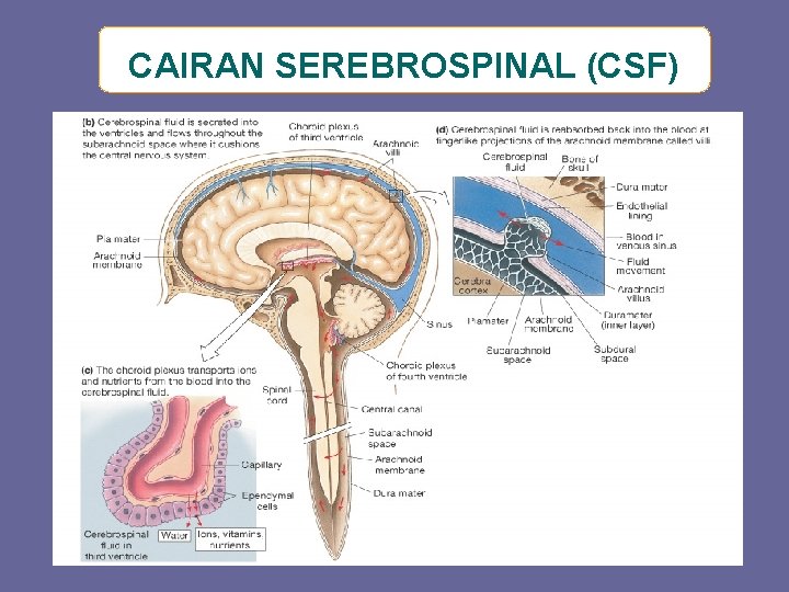 CAIRAN SEREBROSPINAL (CSF) 
