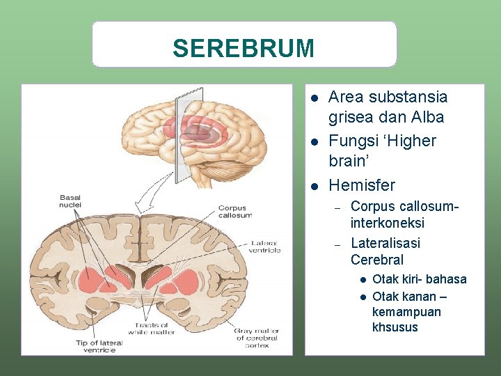 SEREBRUM l l l Area substansia grisea dan Alba Fungsi ‘Higher brain’ Hemisfer –