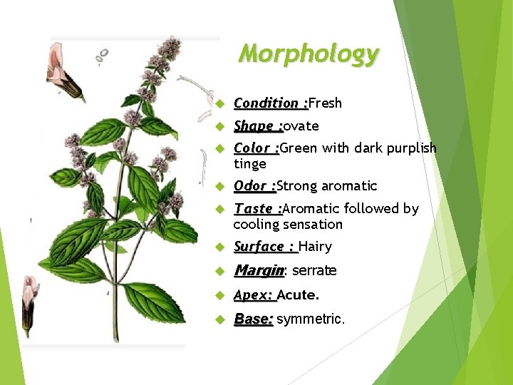 Morphology Condition : Fresh : Shape : ovate : Color : Green with dark