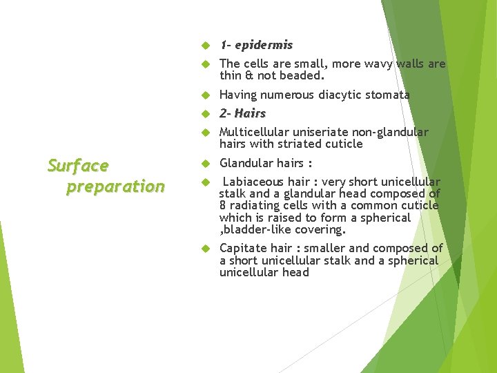 1 - epidermis The cells are small, more wavy walls are thin & not