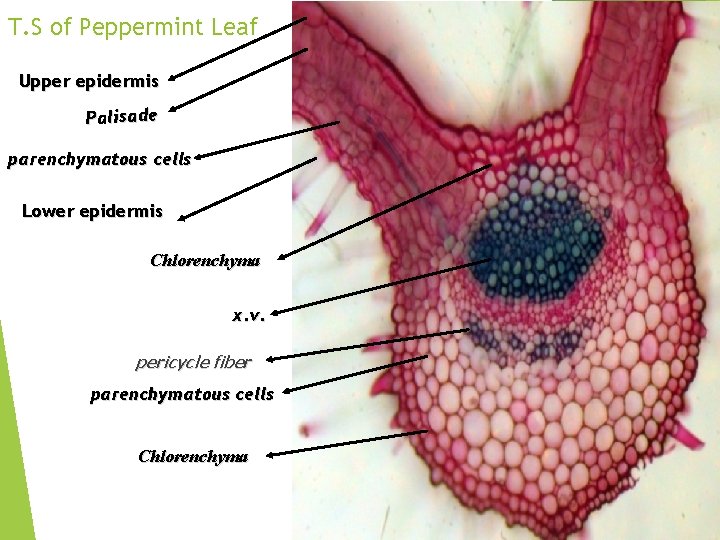 T. S of Peppermint Leaf Upper epidermis Palisade parenchymatous cells Lower epidermis Chlorenchyma x.