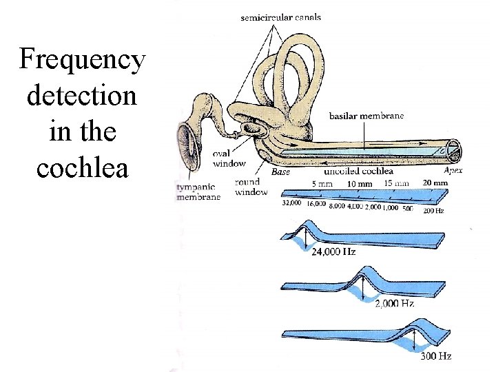 Frequency detection in the cochlea 