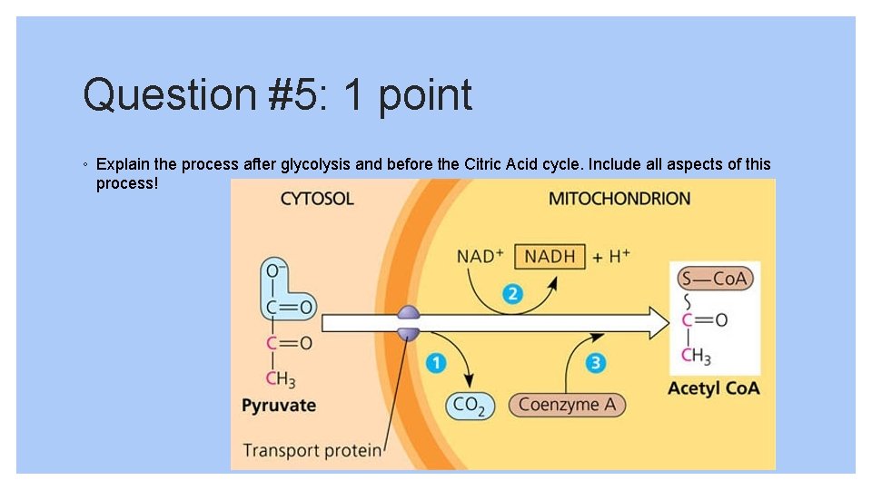 Question #5: 1 point ◦ Explain the process after glycolysis and before the Citric
