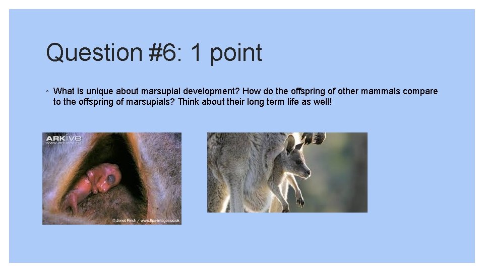 Question #6: 1 point ◦ What is unique about marsupial development? How do the
