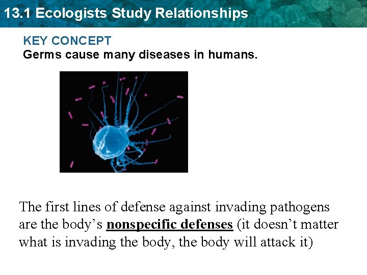 13. 1 Ecologists Study Relationships KEY CONCEPT Germs cause many diseases in humans. The