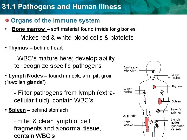 31. 1 Pathogens and Human Illness Organs of the immune system • Bone marrow