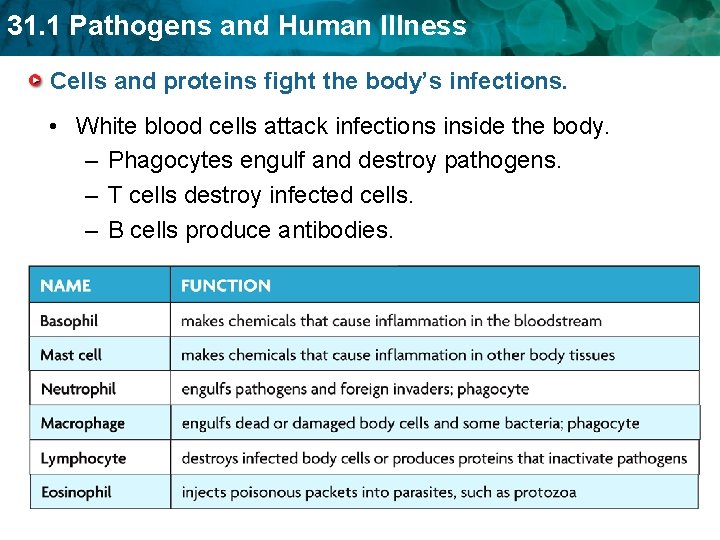 31. 1 Pathogens and Human Illness Cells and proteins fight the body’s infections. •