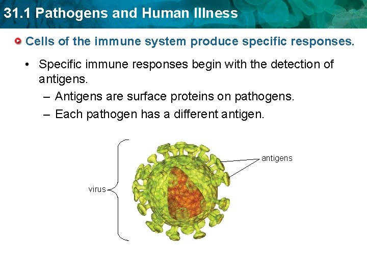 31. 1 Pathogens and Human Illness Cells of the immune system produce specific responses.