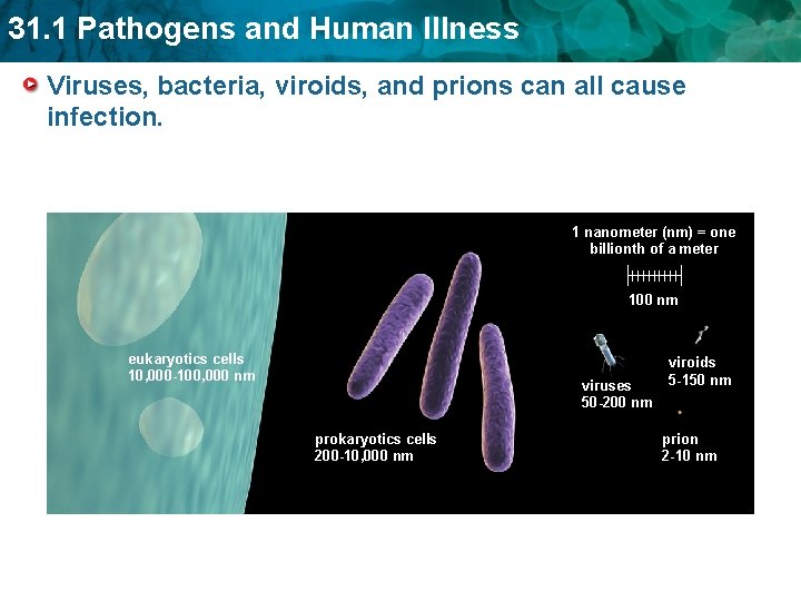 31. 1 Pathogens and Human Illness Viruses, bacteria, viroids, and prions can all cause