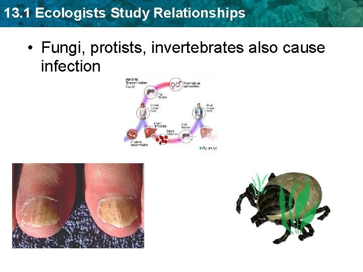 13. 1 Ecologists Study Relationships • Fungi, protists, invertebrates also cause infection 